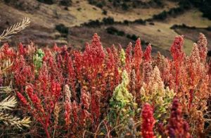 Aussie quinoa set to hit the shelves next year